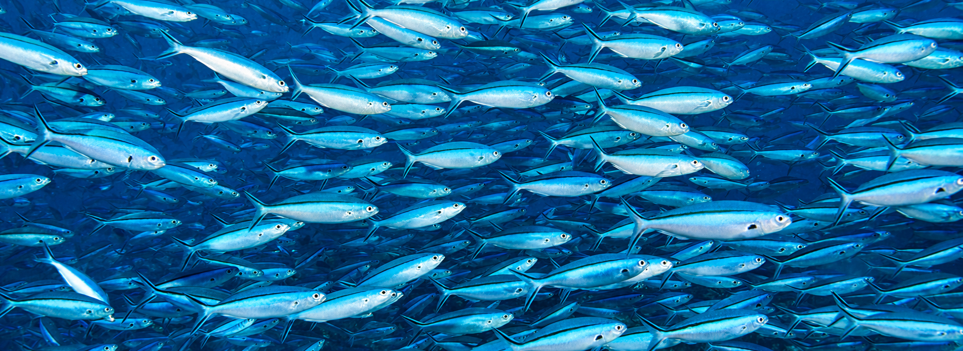 header-seafood-holding